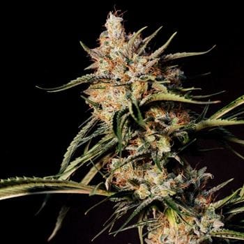 Image 4 of New Jack City cannabis by Original Dampkring Genetics – Regular – Indoor – Sativa-leaning – Seed City