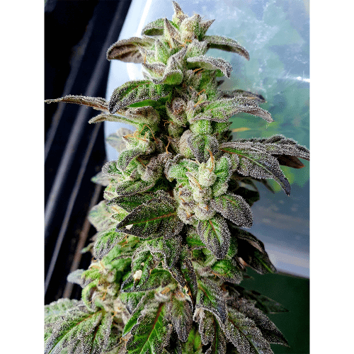 showing Mostly Indica – Indoor – 12/12 Photoperiod – image 1 – Seed City