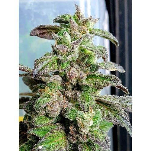 Mostly Indica – Relaxing – Female seeds – Dark Coffee strain – image 2 – from Holy Smoke Seeds via Seed City