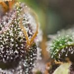 Dark Devil Auto by Sweet Seeds – Large yield – Feminized – 50% Indica/50% Sativa – image 3 – Seed City