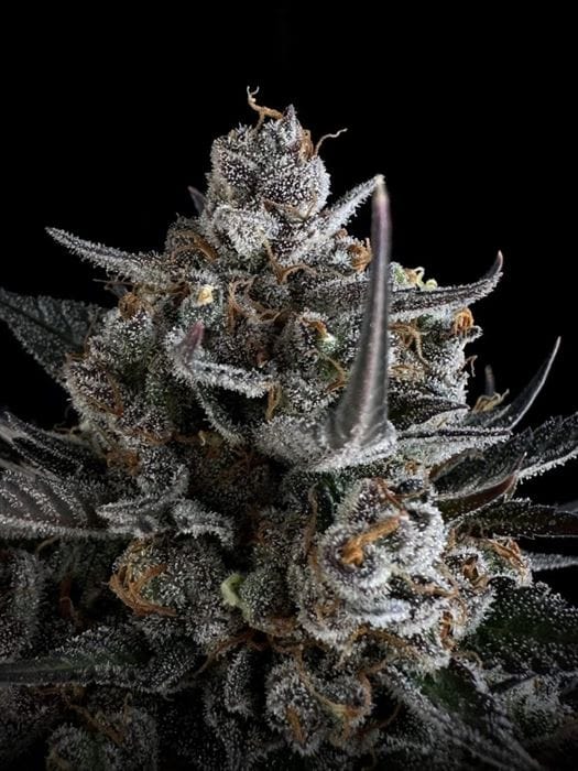 Pound Cake Auto from FastBuds