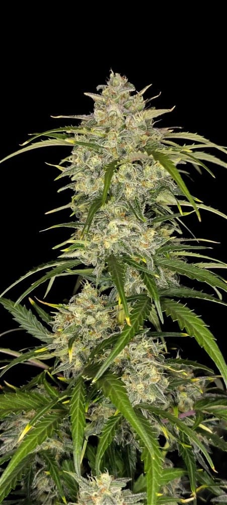 Sour Jealousy Auto from FastBuds