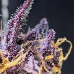 Diablo Rojo XL Auto by Sweet Seeds – Creative – Feminized – Auto-Flowering – image 2 – Seed City