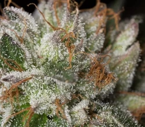 Bubba Kush by Dinafem Seeds – Good for outdoor grow – Fuel – Relaxing – image 5 – Seed City