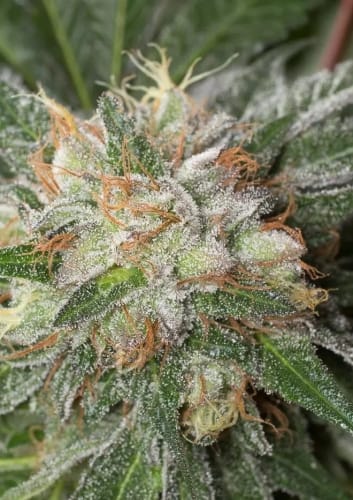 Bubba Kush cannabis seeds – 12/12 Photoperiod – Fuel – Middle of October – image 4 from Seed City