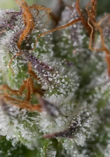 Image 3 of Bubba Kush cannabis by Dinafem Seeds – 12/12 Photoperiod – Good for outdoor grow – Relaxing – Seed City