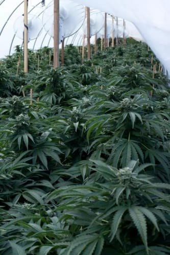 Bubba Kush by Dinafem Seeds – Fuel – Indica-heavy – Middle of October – image 2 – Seed City