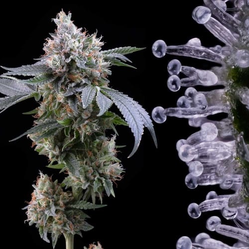 Dirty Diana cannabis seeds – Feminized – 12/12 Photoperiod – Indoor-friendly – image 2 from Seed City