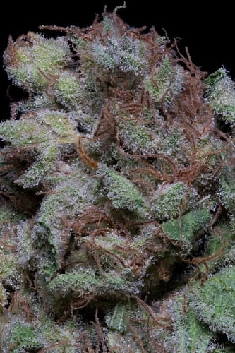 Don Cherrypie cannabis seeds – Female seeds – Super Strength – Indica-heavy – image 2 from Seed City