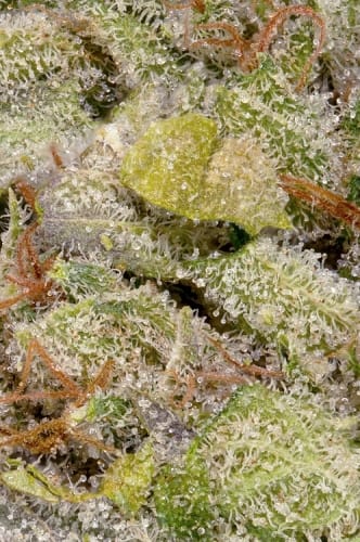 Don Lemon Glue by Don Avalanche Seeds – 12/12 Photoperiod – Lemon – Happy – image 2 – Seed City