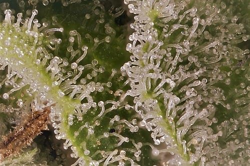 Don OG Kush Auto by Don Avalanche Seeds – Citrus – Auto-Flowering – Guaranteed female plants – image 2 – Seed City