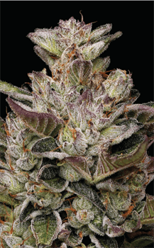 Image 2 of Donutz cannabis by Humboldt Seed Company – Super Strength – Greenhouse – Guaranteed female plants – Seed City
