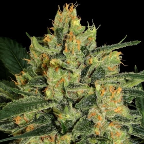 Image 2 of Durga Mata 2 CBD cannabis by Paradise Seeds – Hashy – Anxiety – Indica – Seed City