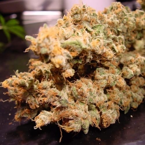 showing High Yielding – Tall (140cm plus) – Relaxing – image 1 – Seed City