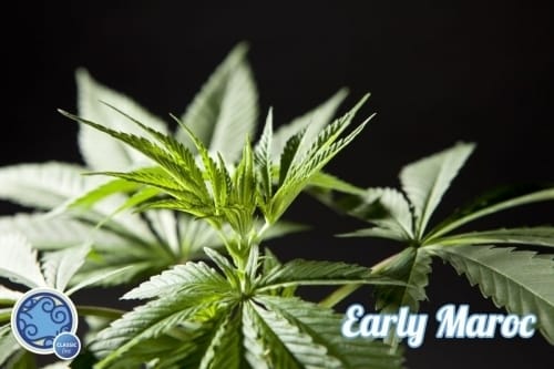 Image 3 of Early Maroc cannabis by Philosopher Seeds – Mostly Indica – Feminized – Tall (140cm plus) – Seed City