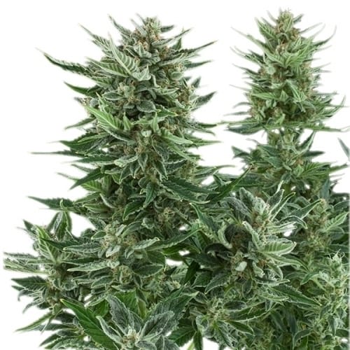Easy Bud from Royal Queen Seeds