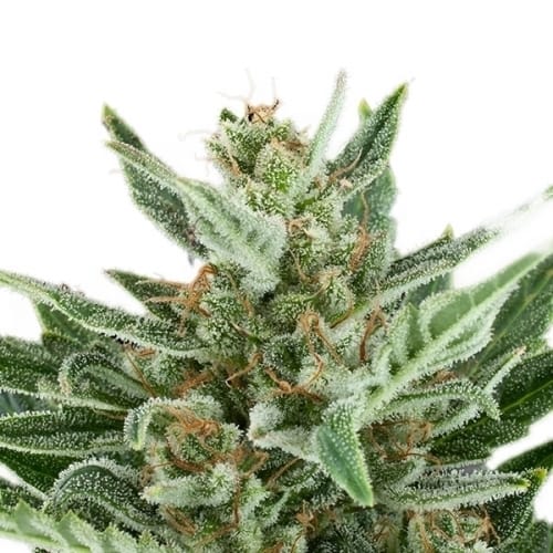Easy Bud from Royal Queen Seeds