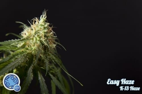 Easy Haze from Philosopher Seeds