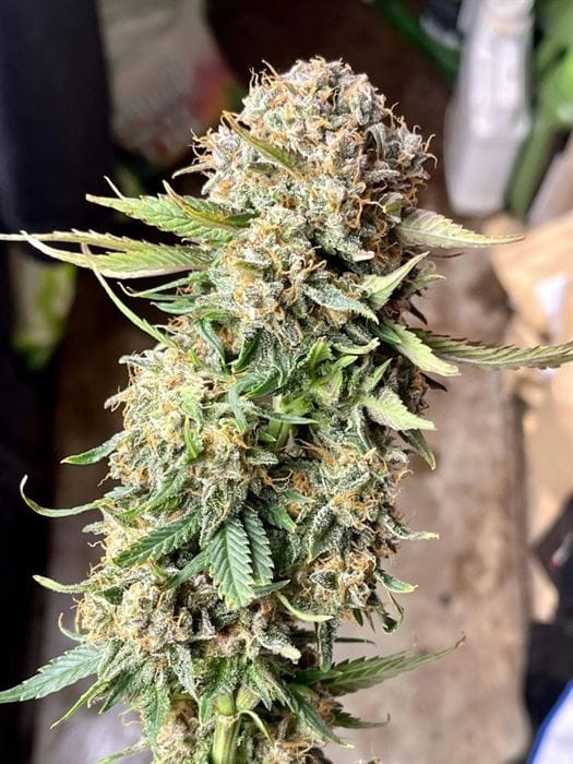 showing Tall (140cm plus) – Female seeds – Euphoric – image 11 – Seed City