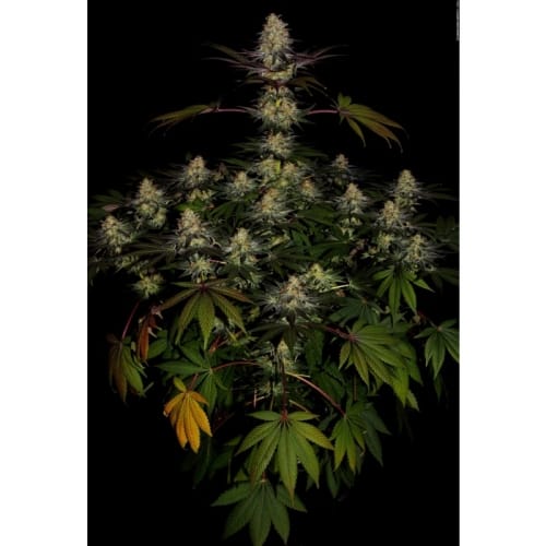 El Dorado OG from Paradise Seeds