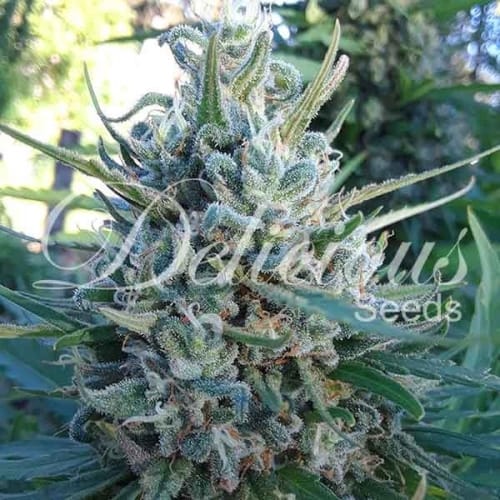 showing Sweet – Large yield – 12/12 Photoperiod – image 1 – Seed City