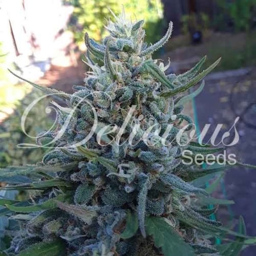 showing Middle of September – Narcotic – Sweet – image 7 – Seed City