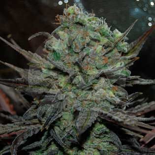Eleven Roses Auto from Delicious Seeds