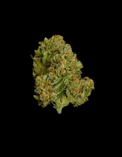 Epsilon F1 Auto from Royal Queen Seeds