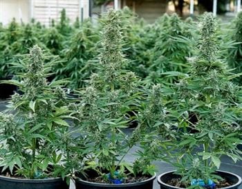 Image 3 of Epsilon F1 Auto cannabis by Royal Queen Seeds – Body Stone – Feminized – Auto-Flowering – Seed City