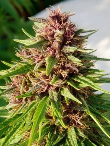 Indoor – Resistant to Mould – Beginning of September – ErdPurt strain – image 2 – from Ace Seed bank via Seed City