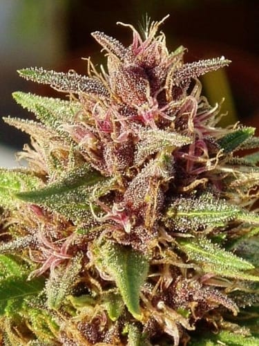 ErdPurt by Ace Seed bank – Guaranteed female plants – Beginning of September – Indoor – image 3 – Seed City