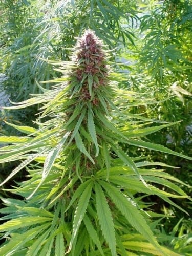 Beginning of September – Creative – Indoor – ErdPurt strain – image 4 – from Ace Seed bank via Seed City