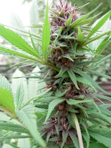 Indoor – Beginning of September – 12/12 Photoperiod – ErdPurt strain – image 5 – from Ace Seed bank via Seed City