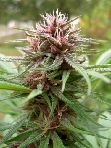 ErdPurt from Ace Seed bank