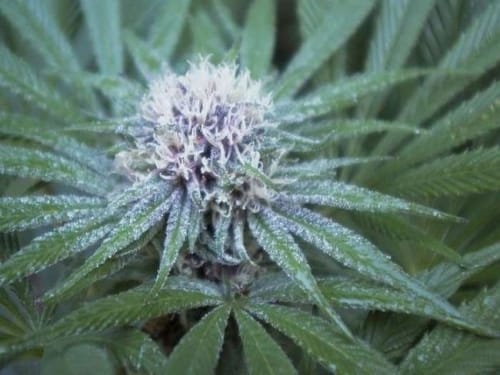 ErdPurt cannabis seeds – Beginning of September – Indica – Creative – image 7 from Seed City