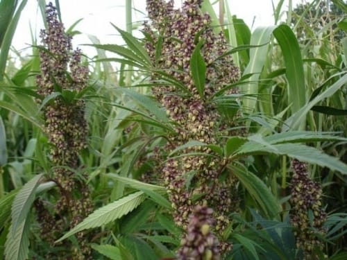 ErdPurt cannabis seeds – Creative – Beginning of September – Indoor – image 8 from Seed City