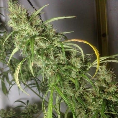 showing Psychedelic – Resistant to Pests – Outdoor – image 1 – Seed City