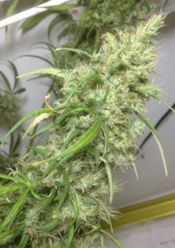 Ethiopia x Malawi from Ace Seed bank