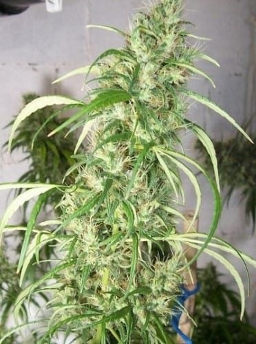 showing Resistant to Pests – 12/12 Photoperiod – Sativa – image 2 – Seed City