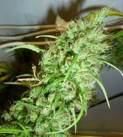Image 3 of Ethiopia x Malawi cannabis by Ace Seed bank – Outdoor – Resistant to Pests – Regular – Seed City