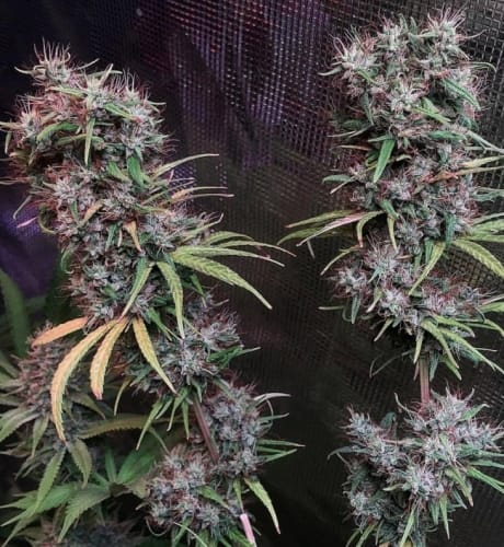 Ethiopia x Malawi from Ace Seed bank