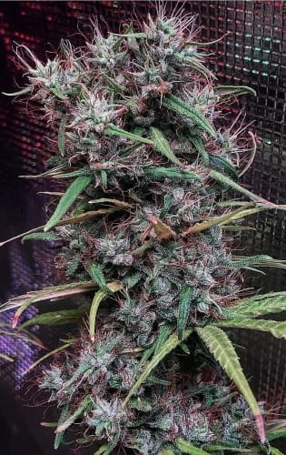 showing Middle of November – Outdoor – Resistant to Pests – image 4 – Seed City