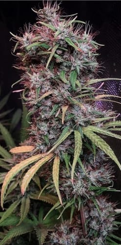 Regular – Woodsy – Resistant to Pests – Ethiopia x Malawi strain – image 5 – from Ace Seed bank via Seed City