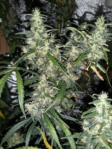 Image 6 of Ethiopia x Malawi cannabis by Ace Seed bank – Middle of November – Resistant to Pests – Woodsy – Seed City
