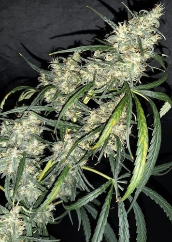 Ethiopia x Malawi by Ace Seed bank – Regular – Sativa – Middle of November – image 7 – Seed City
