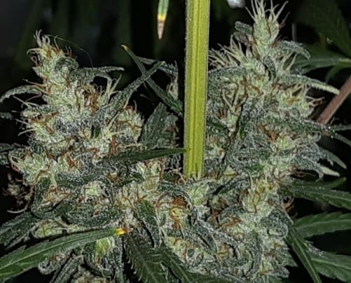 Woodsy – Resistant to Pests – Middle of November – Ethiopia x Malawi strain – image 8 – from Ace Seed bank via Seed City