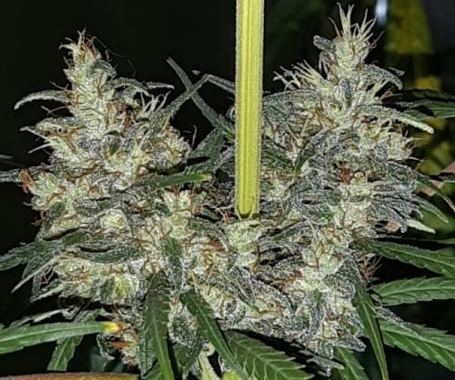 Ethiopia x Malawi from Ace Seed bank