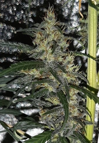 showing Outdoor – Regular – Psychedelic – image 9 – Seed City
