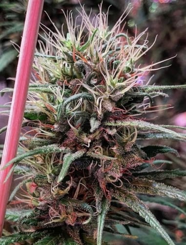 showing Psychedelic – Regular – Resistant to Pests – image 10 – Seed City