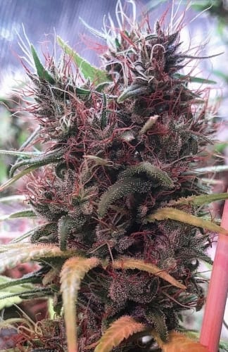 Ethiopia x Malawi cannabis seeds – Middle of November – Regular – Psychedelic – image 11 from Seed City